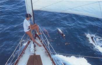 Zauberhaft: Delphine spielen um den Bug der Cindy